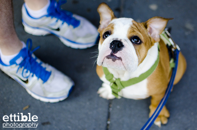 Baby Bulldog